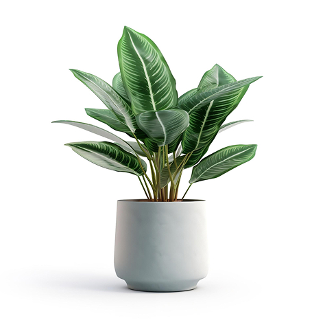Home-2 house plant