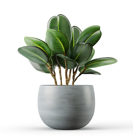 Home-2 outdoor plant
